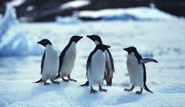 Penguenlerle Tanışın Animal Planet ekranlarında başlıyor!