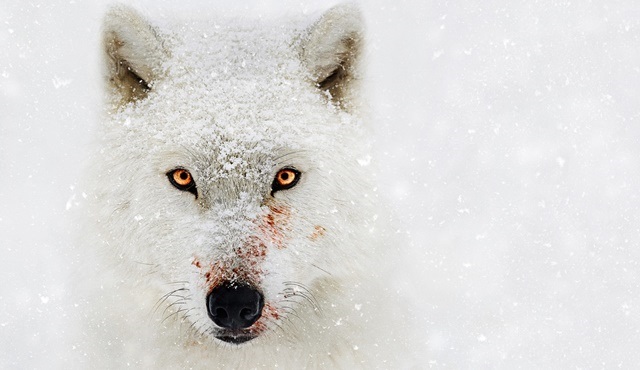 Bear Grylls ile Vahşi Gezegen, National Geographic’te başlıyor!