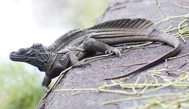 Filipinler’in vahşi yüzü Nat Geo Wild’da ekrana geliyor!