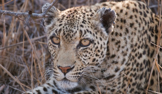 Aslanlar’ın Bilinmeyen Yönleri Ölümcül Krallar ile Nat Geo Wild'da