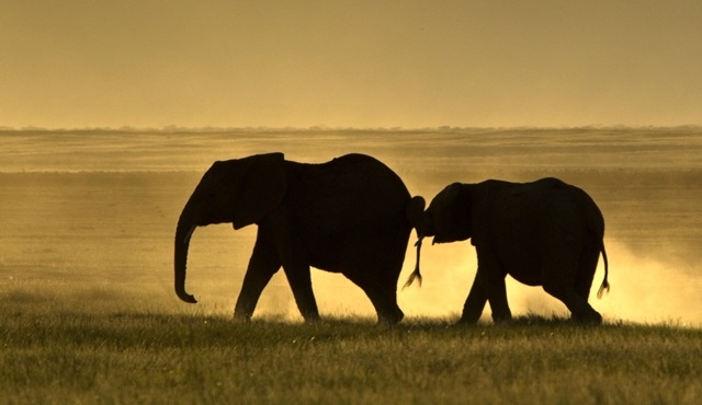 Fillerin Ruhu, Nat Geo Wild’da ekrana geliyor!