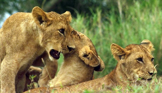 Afrika’nın Vahşi Krallığı Nat Geo Wild’da başlıyor!