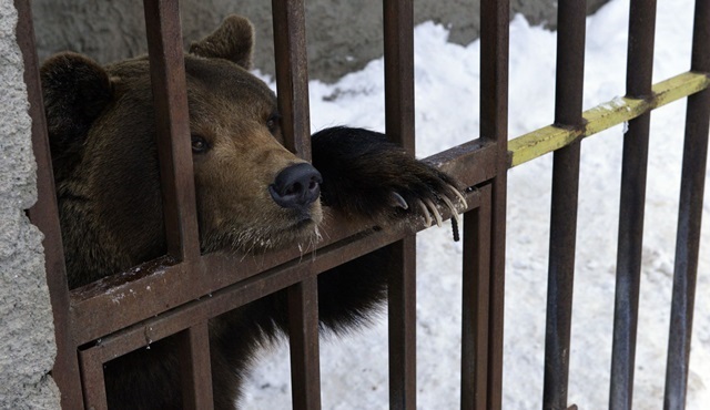 Vahşi Hayvan Kurtarma Animal Planet ekranlarında başlıyor!