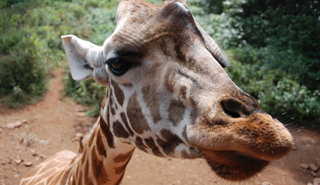 Zürafa: Afrika’nın Devi Nat Geo Wild’da!
