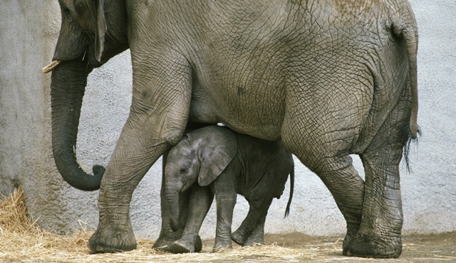 Vahşi Doğanlar’ın Yaşam Mücadelesi Nat Geo Wild’da!