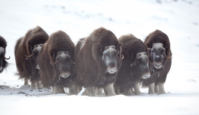 İskandinavya’nın Vahşi Doğası National Geographic WILD’da ekrana gelecek!