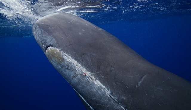 Okyanusun Derinlikleri: Dev Mürekkep Balığının Peşinde, Nat Geo WILD kanalında ekrana gelecek!