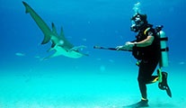 Köpekbalığı haftası Discovery Channel