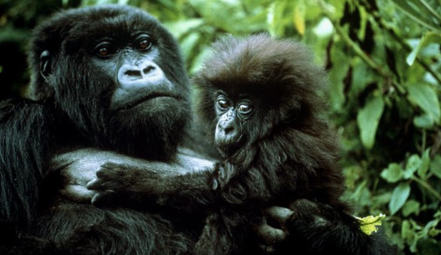 Kim Kimi Taklit Ediyor? Nat Geo Wild’da ekrana gelecek!