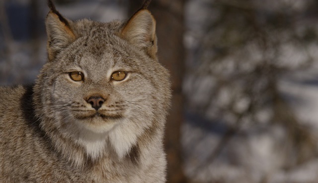 Amerika’nın güneybatısında keşif yolculuğu Nat Geo WILD’da ekrana gelecek!