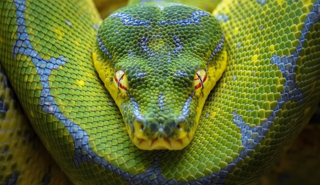 National Geographic NOW'ın Mart ayı teması: Yılanlar 