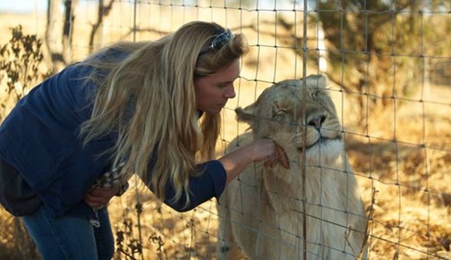 Aslan Kraliçe yarın Animal Planet ekranlarında başlıyor!