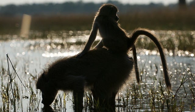 Babunların Kraliçesi, Nat Geo Wild’da başlıyor