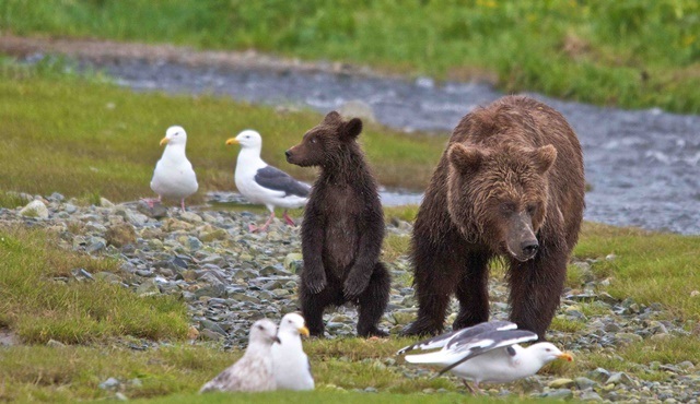 Rusya’nın Vahşi Suları Nat Geo WILD’da ekrana gelecek!