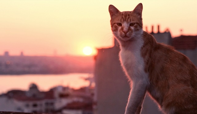 İstanbul kedilerini anlatan belgesel 