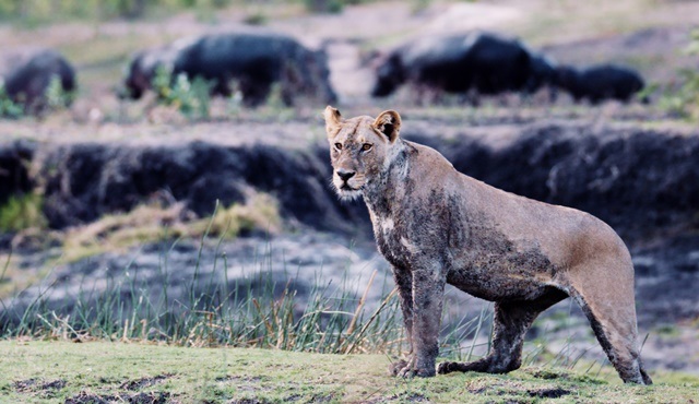 Katavi: Afrika’nın Yitirilmiş Cenneti, National Geographic WILD'da!