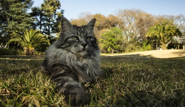 Büyük Kediler Nat Geo Wild ekranlarında başlıyor