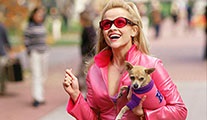Legally Blonde serisi devam edebilir