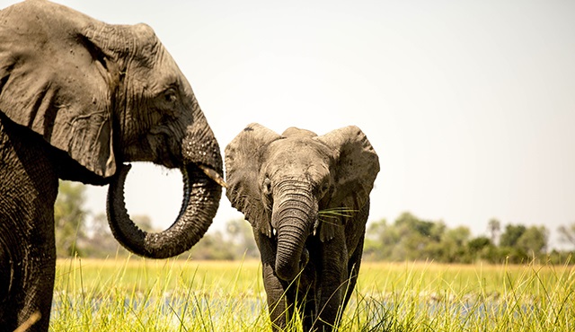 Dünya Fil Günü, Nat Geo Wild ekranlarında kutlanıyor