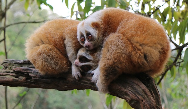 Çin’in Vahşi Yüzü Nat Geo Wild’da ekrana geliyor!