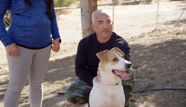 Cesar Millan: İyi İnsan İyi Köpek, yeni sezonu ile National Geographic WILD’da!