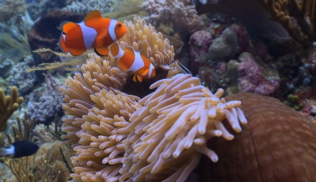 Dengesiz Hayvanlar Nat Geo Wild’da başlıyor!