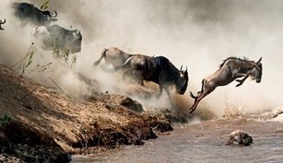 İnanılmaz Hayvan Yolculukları: Vahşi Ebeveynler, National Geographic WILD'de!