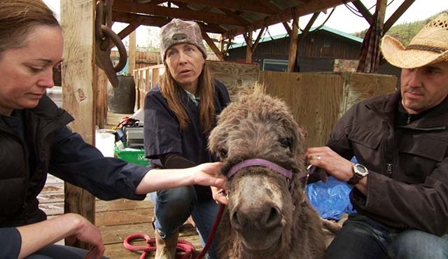 Yukon Veterineri 2. sezonu ile Nat Geo People'da!