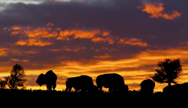 Ulusal Parklar, bilinmeyen yönleriyle Nat Geo Wild’da!
