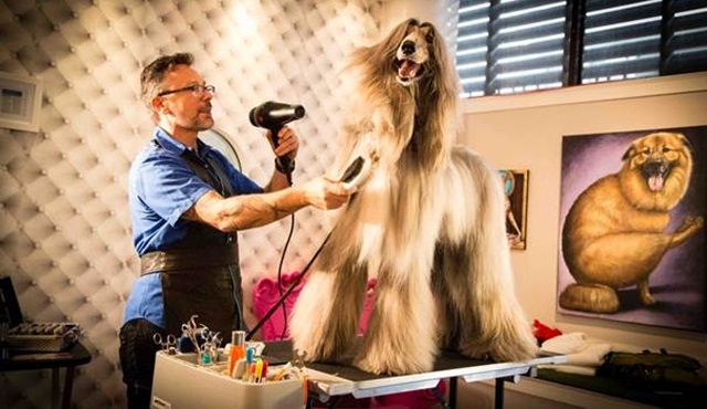Life of Dogs Pazar Günü TLC Ekranlarında Başlıyor 