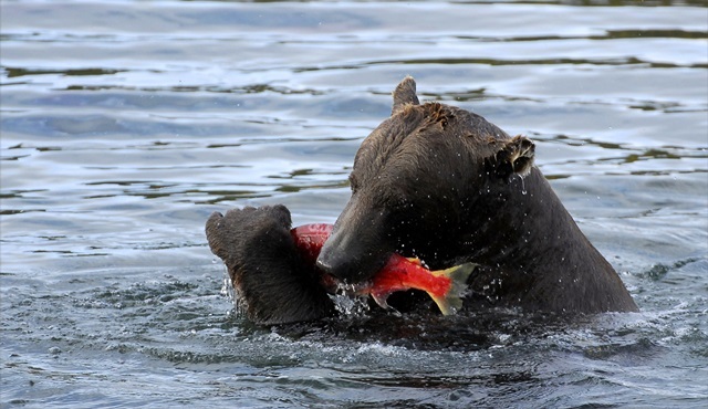 En Ölümcül Hafta Nat Geo Wild ekranlarında başlıyor