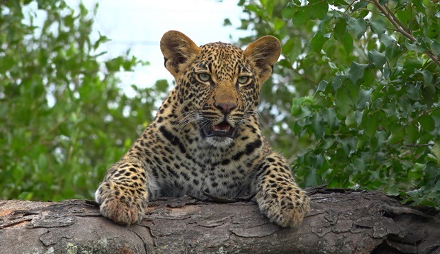 Leopar Krallığı National Geographic WILD’da ekrana gelecek!