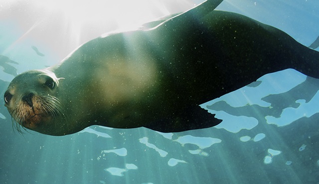 BBC1 ve PBS ortaklığında canlı bir etkinlik: Big Blue Live