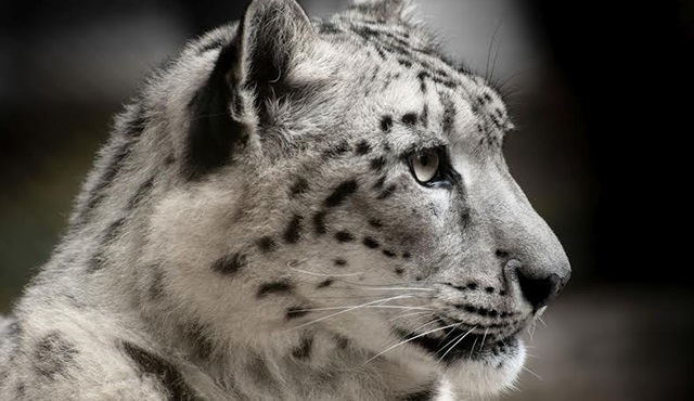 Vahşi Yaşam Pazarları, Animal Planet'te başlıyor