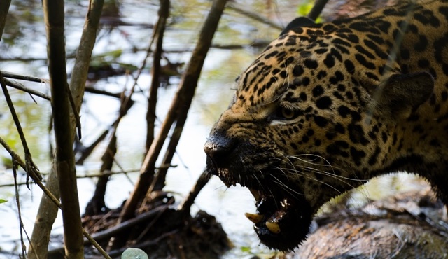 “Vahşi Yolculuk: Kolombiya” Nat Geo Wild’da!