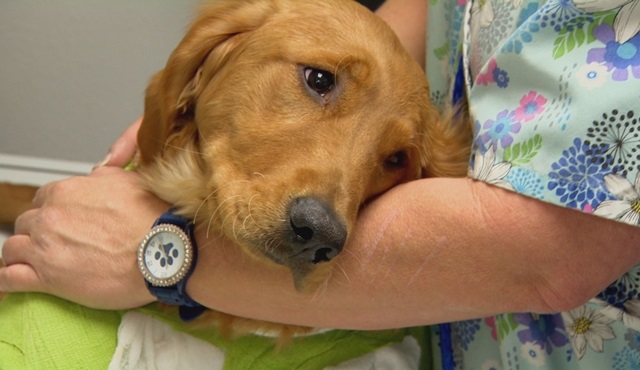 Dr. Jeff: Rocky Dağı Veterineri, Animal Planet ekranlarında!