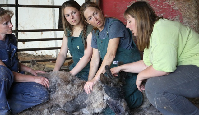 Yukon Veterineri 3. sezonu ile Nat Geo People’da