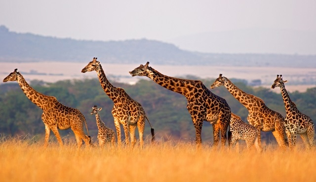 Vahşi Doğada Bir Gün, 7 Haziran'da Nat Geo Wild’da!
