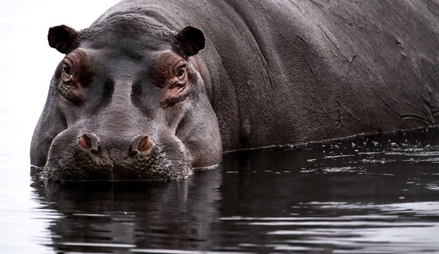 Afrika’nın Vahşi Yüzü Nat Geo WILD’da ekrana gelecek!