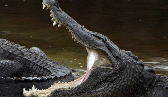 Bataklık Ejderlerinin Ezeli Savaşı Nat Geo Wild'da