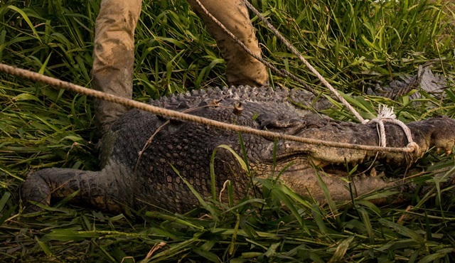 Kovboy Günlükleri yeni bölümleriyle Nat Geo Wild’da