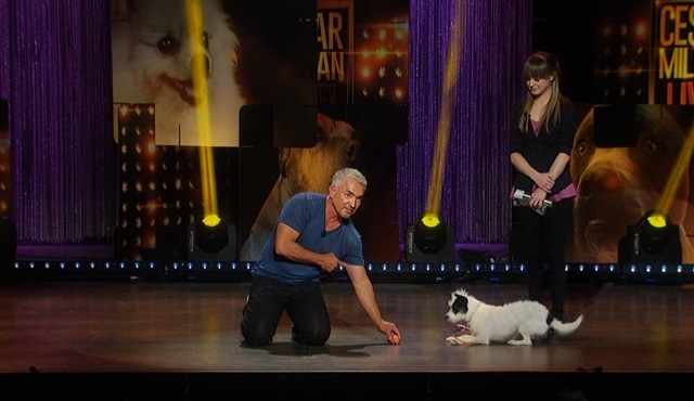 Cesar Millan  iki yeni programla Nisan’da Nat Geo People’da!