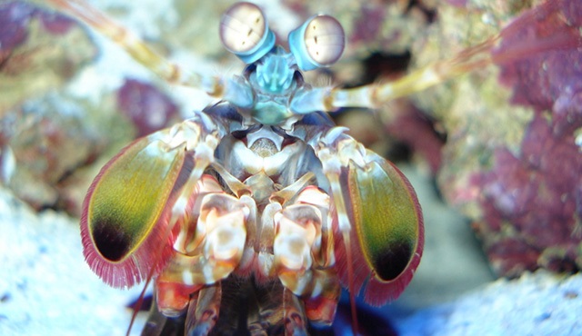 Sıra Dışı Canlılar Nat Geo Wild’da şaşırtmaya devam ediyor