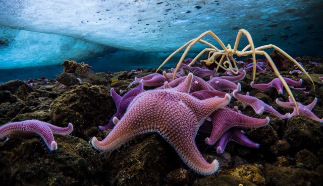 Seven Worlds, One Planet belgesel dizisinin ilk bölümü BBC Earth’te ekrana gelecek!
