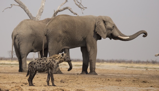Vahşi Krallık Nat Geo Wild ekranlarında