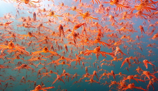 Yeni BBC Earth belgeseli Okyanustaki Casus, 9 Temmuz'da yayınlanacak!