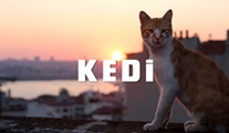 Kedi Filmi: İstanbul