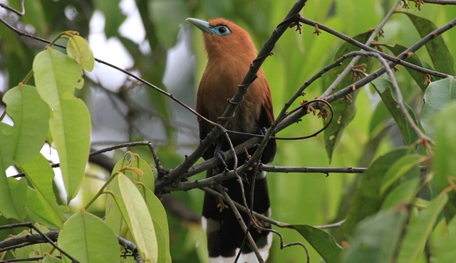 Borneo'nun Kayıp Krallığı Nat Geo Wild ekranlarında
