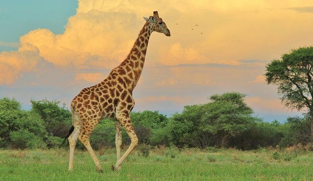 Vahşi Dünya, Nat Geo Wild’da ekrana geliyor!