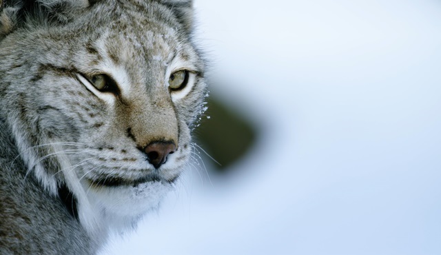 Rusya’nın vahşi yüzü Nat Geo WILD’da ekrana gelecek!